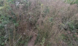 Nứa, vầu vùng biên Thanh Hóa chết khô