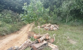 Truy tìm lâm tặc tàn phá rừng ở Thanh Hóa sau vụ phát hiện 3 tấn gỗ cắt khúc