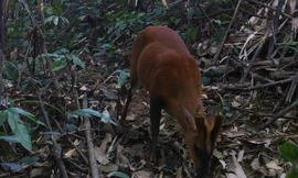Phát hiện loài Mang quý hiếm trong Khu bảo tồn thiên nhiên Pù Hu ở Thanh Hoá