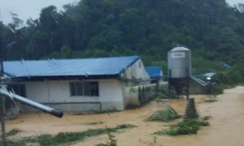 Trang trại ở Thanh Hóa bị nước lũ cuốn trôi hơn 1.000 con lợn