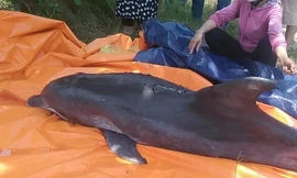 Thanh Hoá liên tiếp phát hiện cá heo dạt vào bờ