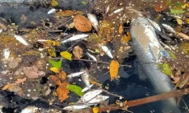 Thanh Hoá: Cá 'bơi ngửa bụng' vì nước thải của công ty chế biến lâm sản?