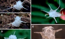 Phát hiện loài thực vật 'kỳ quái' trong rừng nguyên sinh ở Thanh Hóa