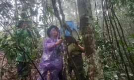 Thanh Hoá: Thả về rừng nhiều động vật quý hiếm