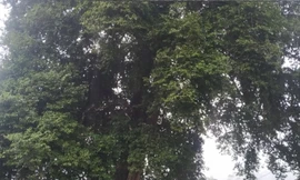 Cây thị cổ thụ hơn 300 tuổi ở Thanh Hóa được công nhận là Cây di sản Việt Nam