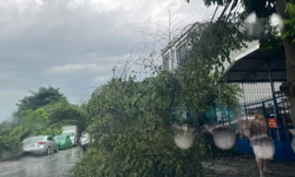 Mưa lớn, gió mạnh làm cây bật gốc ở Thanh Hóa