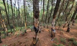  Thanh Hóa yêu cầu làm rõ trách nhiệm vụ 'bức tử' 320 cây thông để lấy nhựa trái phép