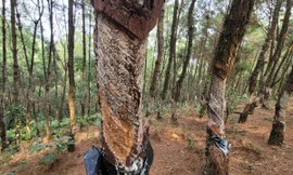 'Bức tử' 320 cây thông để lấy nhựa trái phép, bị phạt 2 triệu đồng