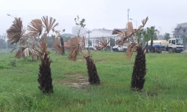 Lộ nguyên nhân gần 500 cây xanh chết bất thường ở công viên tại Thanh Hóa