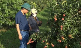 Thanh Hóa xuất 1 tấn vải thiều không hạt đầu tiên đi Anh, Nhật
