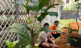 Một vườn bán "bạch hải đường"