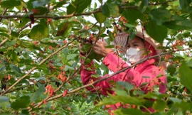 Dâu tằm vào vụ, chín đỏ vùng ven ngoại thành Hà Nội