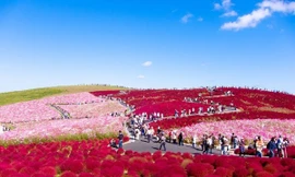 Thiên đường hoa suốt bốn mùa ở Nhật