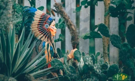 Khu vườn xương rồng đẹp không góc chết giữa lòng Hà Nội cho bộ ảnh lãng mạn giữa hoang mạc