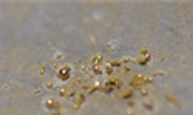 Vi khuẩn ăn chất độc 'thải' ra… vàng nguyên chất