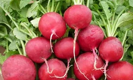 Tác dụng chữa bệnh ít biết của củ cải đỏ