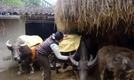 Bảo vệ 4 triệu con trâu bò ở phía Bắc trước rét đậm, rét hại