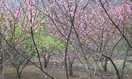 Theo Bộ NN&PTNT, tuỳ điều kiện cụ thể từng địa phương, trước mắt có thể áp dụng biện pháp xác nhận nguồn gốc, xuất xứ phù hợp, nhưng không tạo thêm thủ tục hành chính, ánh tắc sản xuất, tiêu thụ sản phẩm hợp pháp.