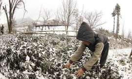 Đợt rét đậm rét hại có khả năng gây băng giá, mưa tuyết ở các tỉnh vùng cao ở phía Bắc