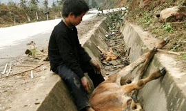 Trên 12.000 trâu bò chết rét