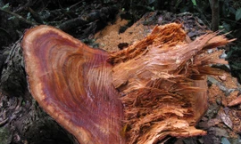 Gỗ nghiến bị chặt phá tại vườn quốc gia Ba Bể. Ảnh: Tuấn Nguyễn