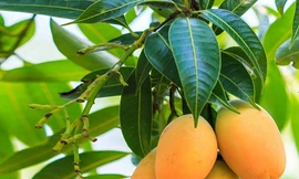 Ảnh minh họa: Internet