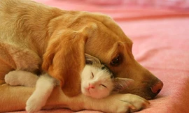 Ảnh minh họa: Internet