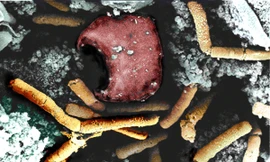 Ảnh minh họa: Internet