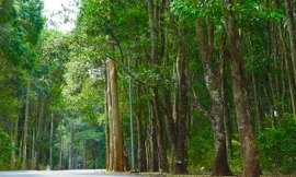 Khám phá khu rừng quý còn nguyên vẹn ở Bà Rịa- Vũng Tàu