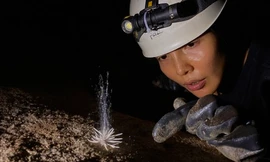 Phát hiện sinh vật lạ khi thám hiểm động Phong Nha