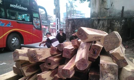 Phát hiện 2 tấn gỗ trắc 'đi' xe giường nằm