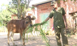 Người dân được thụ hưởng ý kiến chỉ nhận được bê con.