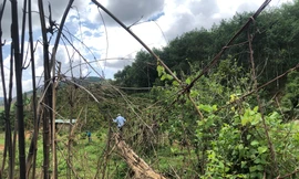 Kon Tum có khoảng 29 cầu treo trong tình trạng xuống cấp, hư hỏng nặng