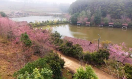 Măng Đen sẽ trở thành thị trấn mai anh đào