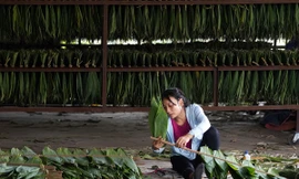 Người dân ở thôn Đồng Chiêm (xã An Phú, huyện Mỹ Đức, Hà Nội) phân loại lá tre rừng.