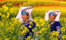 Giới trẻ Trung Quốc mê hoa cải