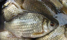 Cá diếc là 'thần dược' cho quý ông