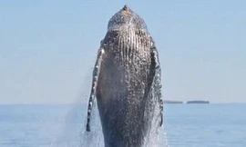 Cá voi khổng lồ nhảy múa trả ơn cứu mạng