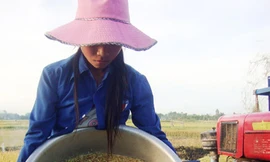 Cứu đói… giữa mùa gặt