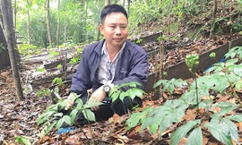 Liên kết trồng sâm quý dưới tán rừng già, lâm dân thu bạc tỷ