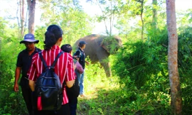 Du lịch voi thân thiện 