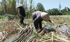 Thu hoạch mía bị ngập nước tại huyện Phụng Hiệp, tỉnh Hậu Giang Ảnh: CK 