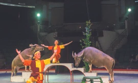 Những “nghệ sĩ” đặc biệt trên sân khấu xiếc Ảnh: Lê Kim