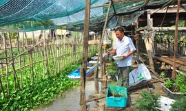  Ông Năm Cường cho cá ăn