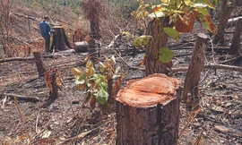 Theo các chuyên gia, việc giảm diện tích rừng tự nhiên do chuyển mục đích sử dụng rừng để thực hiện các dự án có ảnh hưởng rất lớn đến lũ lụt, sạt lở nghiêm trọng Ảnh: Vũ Long 