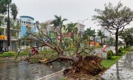 Bão Goni sẽ đổ bộ, gây mưa theo 'vết xe' bão số 9