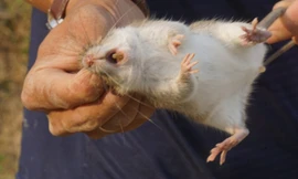 Nhóm của anh Thơm săn chuột đồng 