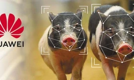 Huawei sẽ sử dụng công nghệ cao vào chăn nuôi lợn 