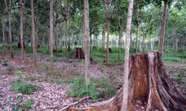 Rừng tự nhiên bị khai thác để trồng cao su