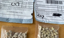 'Hạt giống bí ẩn' từ Trung Quốc